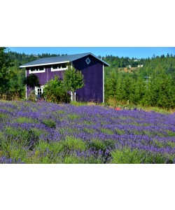 Hady Khandani, LAVENDER FARM - OLYMPPIC PENINSULA - USA 1