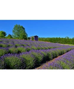 Hady Khandani, LAVENDER FARM - OLYMPPIC PENINSULA - USA 2