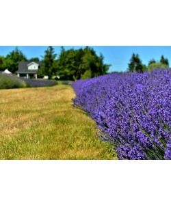 Hady Khandani, LAVENDER FARM - OLYMPPIC PENINSULA - USA 3