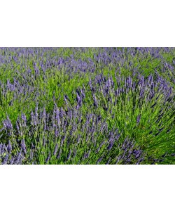 Hady Khandani, LAVENDER FIELD - OLYMPIC PENINSULA - USA 1