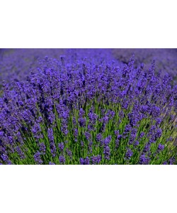 Hady Khandani, LAVENDER FIELD - OLYMPIC PENINSULA - USA 2