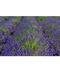 Hady Khandani, LAVENDER FIELD - OLYMPIC PENINSULA - USA 4