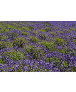 Hady Khandani, LAVENDER FIELD - OLYMPIC PENINSULA - USA 5