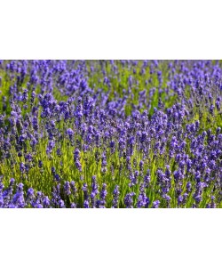 Hady Khandani, LAVENDER FIELD - OLYMPIC PENINSULA - USA 6
