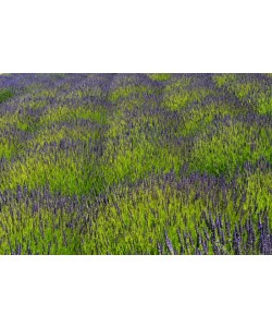 Hady Khandani, LAVENDER FIELD - OLYMPIC PENINSULA - USA 7