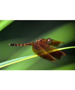 Hady Khandani, LITTLE DRAGONFLY 1