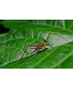 Hady Khandani, LITTLE GRASSHOPPER 1