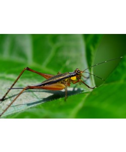 Hady Khandani, LITTLE GRASSHOPPER 2