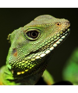 Hady Khandani, LIZZARD - SQUARE PORTRAIT 4