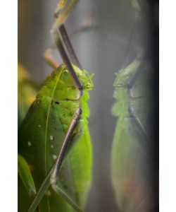 Hady Khandani, LONG LEGGED KATYDID 1