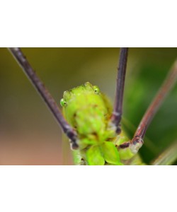 Hady Khandani, LONG LEGGED KATYDID 2