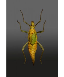 Hady Khandani, LONG LEGGED KATYDID - PREPARED