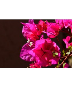 Hady Khandani, OLD PINK BLOSSOMS