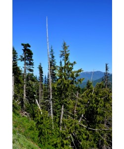 Hady Khandani, OLYMPIC MOUNTAINS - WASHINGTON - USA 4