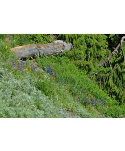 Hady Khandani, OLYMPIC MOUNTAINS - WASHINGTON - USA 5