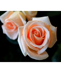 Hady Khandani, PINK ROSES