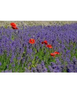 Hady Khandani, POPPIES IN LAVENDER - OLYMPIC PENINSULA - USA 1