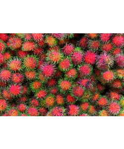 Hady Khandani, RAMBUTAN FRUIT