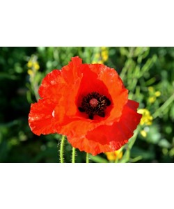 Hady Khandani, RED POPPY BLOSSOM