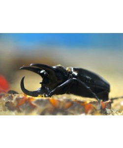 Hady Khandani, RHINOCEROS BEETLE