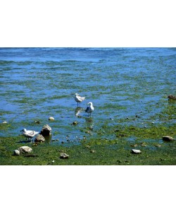 Hady Khandani, SEAGULLS AT DUNGENESS BAY - OLYMPIC PENINSULA - USA