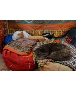 Hady Khandani, SLEEPING CATS IN ESSAOUIRA - MOROCCO