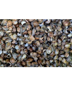 Hady Khandani, SNAILS