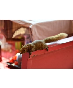 Hady Khandani, SQUIRREL PET - THAILAND