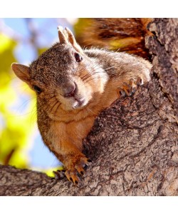 Hady Khandani, SQUIRREL - SQUARE PORTRAIT 2