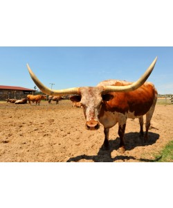 Hady Khandani, TEXAS LONG HORN