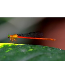 Hady Khandani, THIN DRAGONFLY