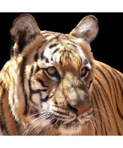 Hady Khandani, TIGER - SQUARE PORTRAIT 2