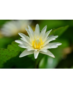 Hady Khandani, WATER LILY