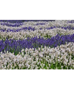 Hady Khandani, WHITE AND PURPLE LAVENDER - OLYMPIC PENINSULA - USA 3