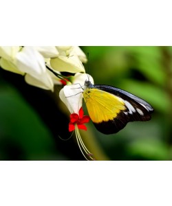 Hady Khandani, YELLOW BUTTERFLY ON WHITE BLOSSOM