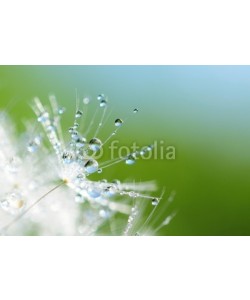 Hassan Akkas, Dandelion seed with drops