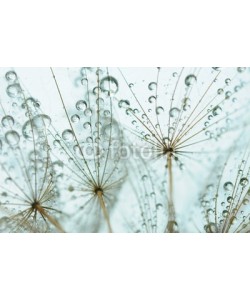 Hassan Akkas, Dandelion seed with drops