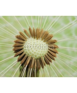 Hassan Akkas, Dandelion  seeds