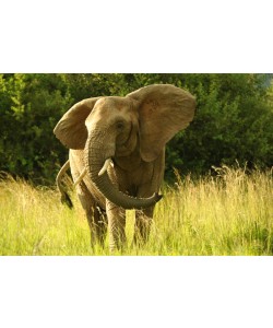 Hady Khandani, AFRICAN ELEPHANT 1
