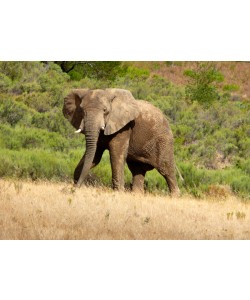 Hady Khandani, AFRICAN ELEPHANT 2