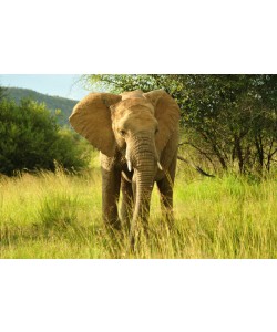 Hady Khandani, AFRICAN ELEPHANT 4