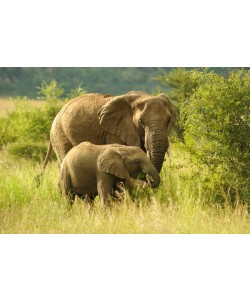 Hady Khandani, AFRICAN ELEPHANTS 1