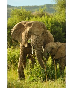 Hady Khandani, AFRICAN ELEPHANTS 2