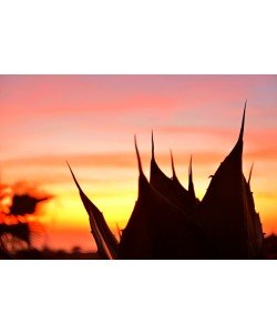 Hady Khandani, ALOE VERA SUNSET