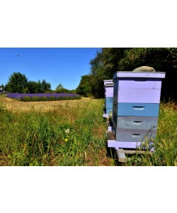 Hady Khandani, BEE HIVES NEAR LAVENDER  FIELD - OLYMPIC PENINSULA - USA