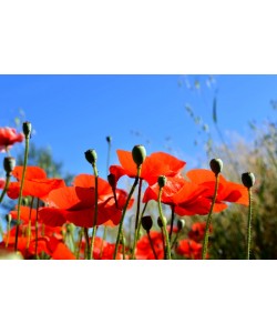 Hady Khandani, BUNCH OF POPPIES