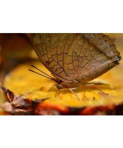 Hady Khandani, BUTTERFLY - BROWN