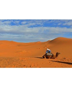 Hady Khandani, CAMEL IN SAHARA DESERT - MOROCCO 2