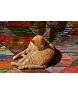Hady Khandani, CAT ON A CARPET