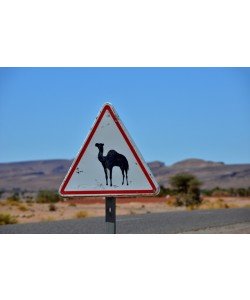 Hady Khandani, CAUTION - CAMELS